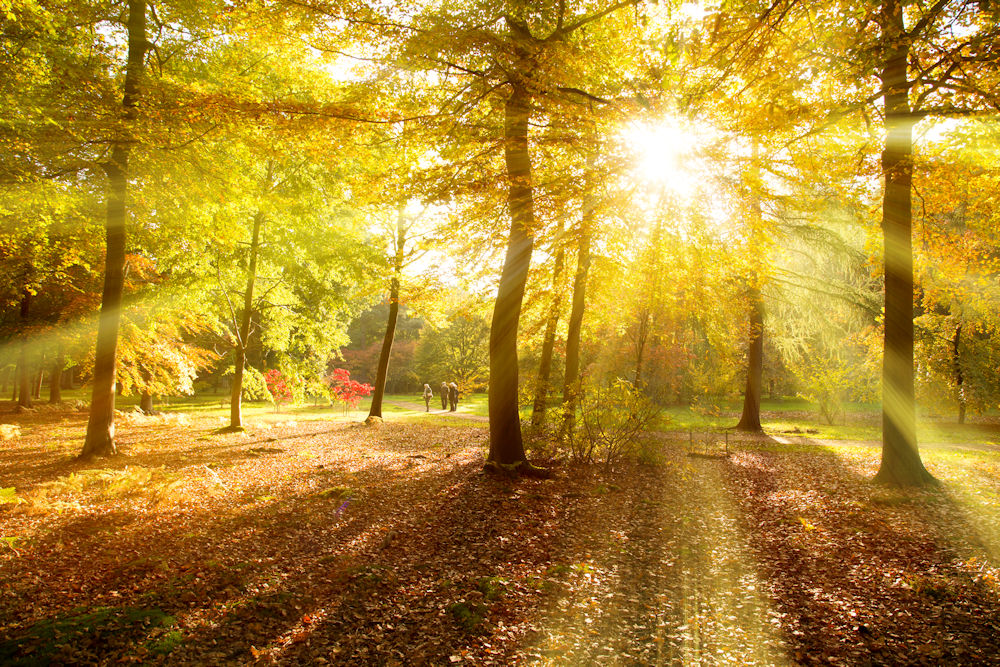 Chapel Wood, Windsor Great Park